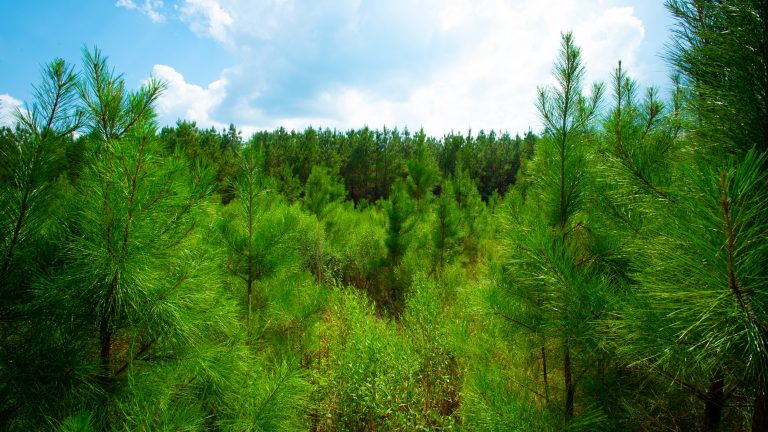 Forest in LaSalle catchment area