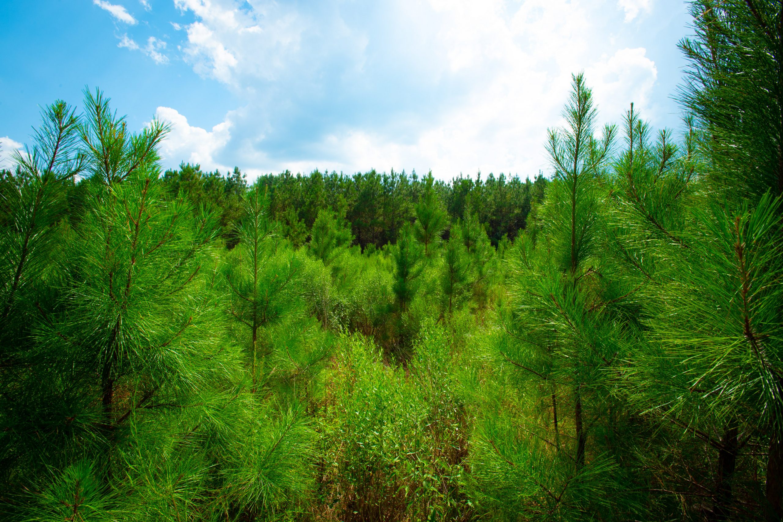 Forest in LaSalle catchment area