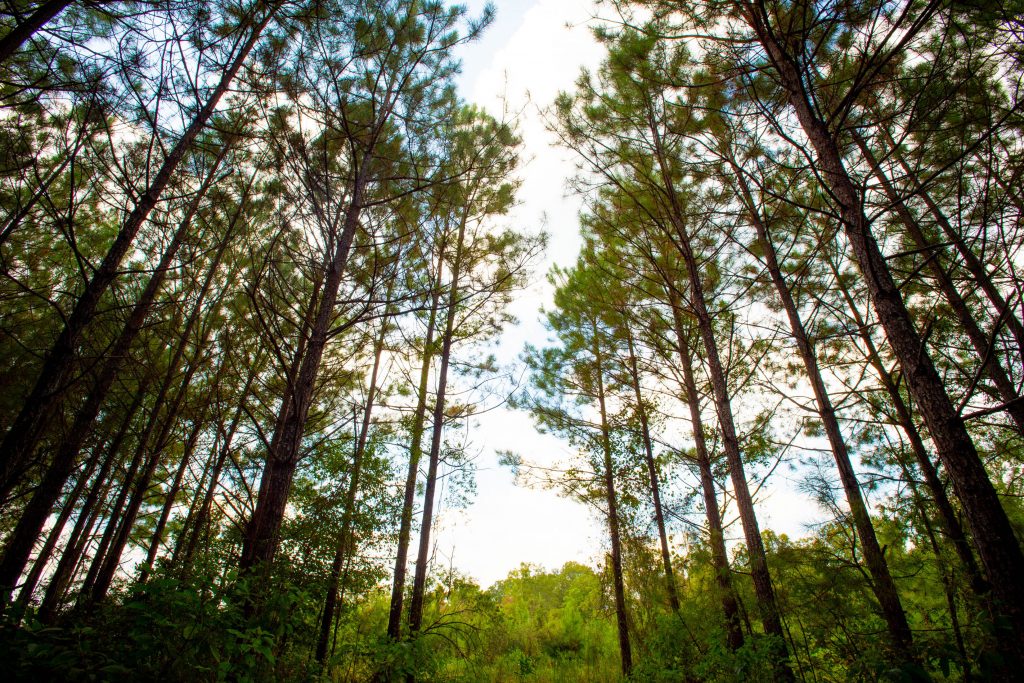 LaSalle Bioenergy forest area