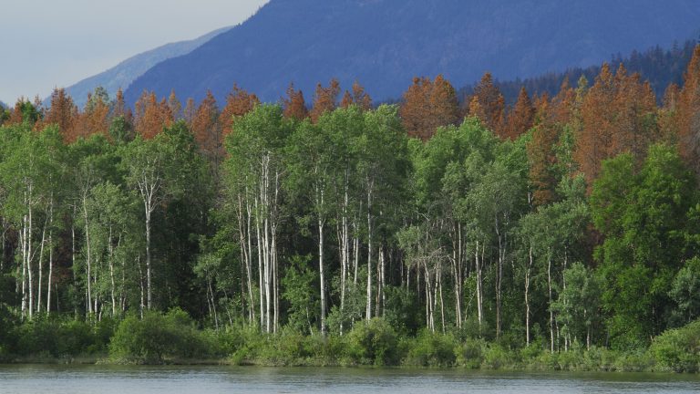 British Columbia, near Barriere, North Thompson River, aspen trees, dead pine trees behind infected with pine bark beetle (aka mountain pine beetle)