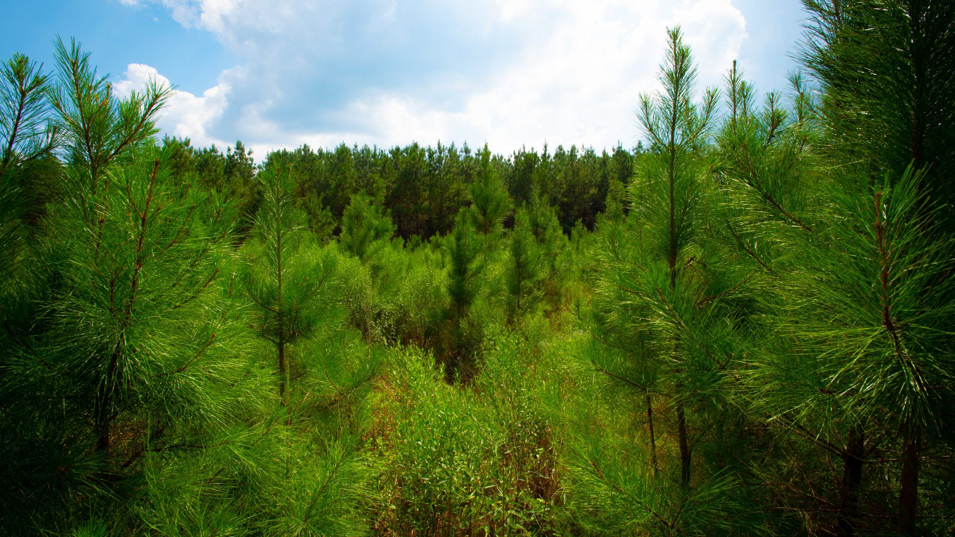Early growth stand of forest in the catchment area of LaSalle BioEnergy in Louisiana