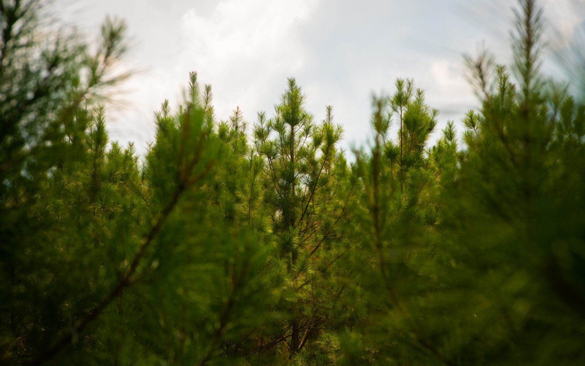 Enviva Cottondale pellet plant catchment area analysis Drax Global