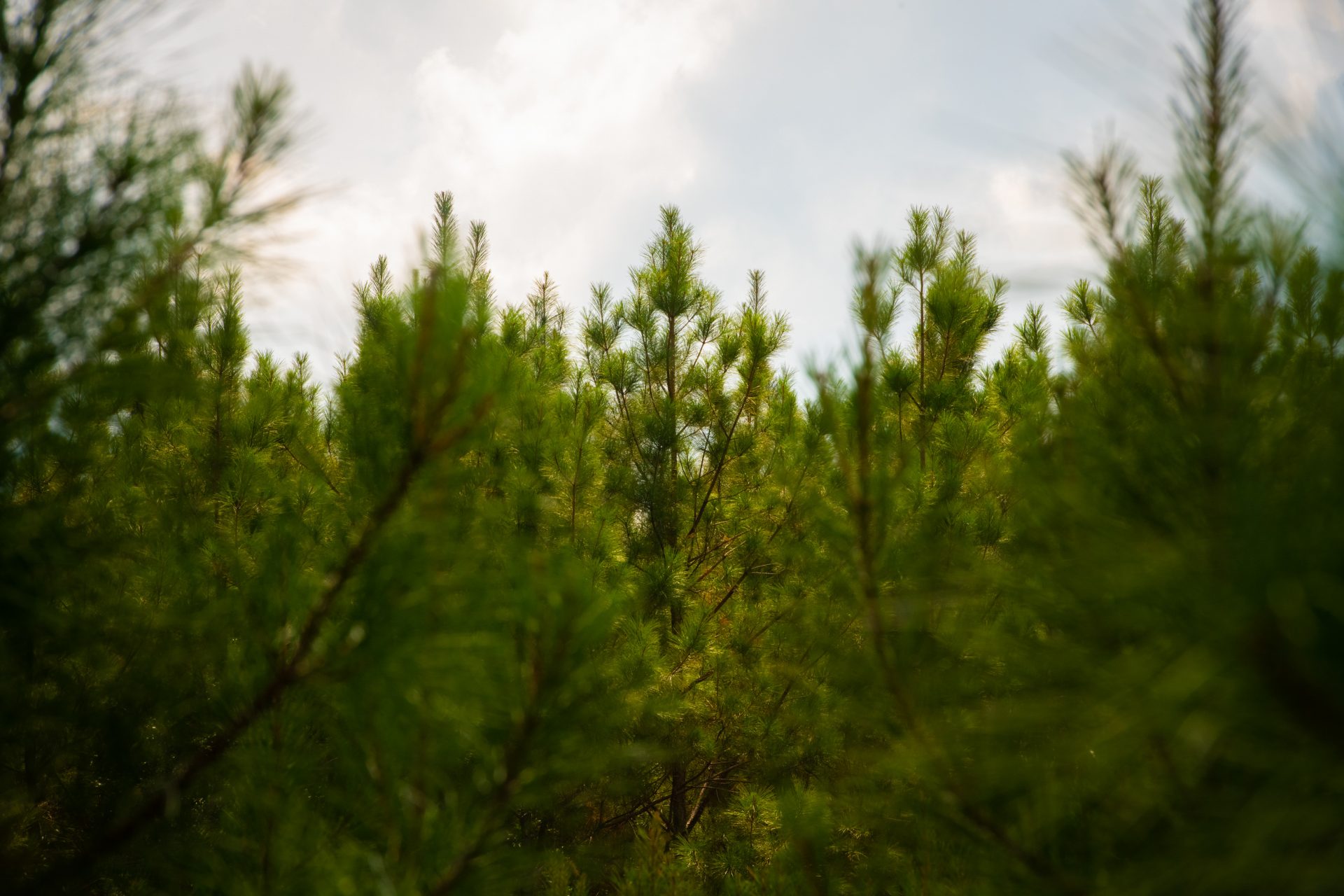 Enviva Cottondale pellet plant catchment area analysis Drax Global