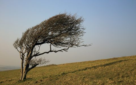 Wind-shaped tree in a field